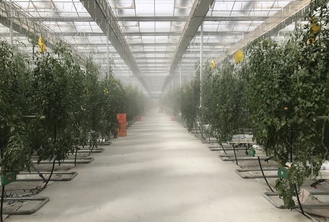 高壓霧化你了解嗎？在設施農業中有哪些應用？